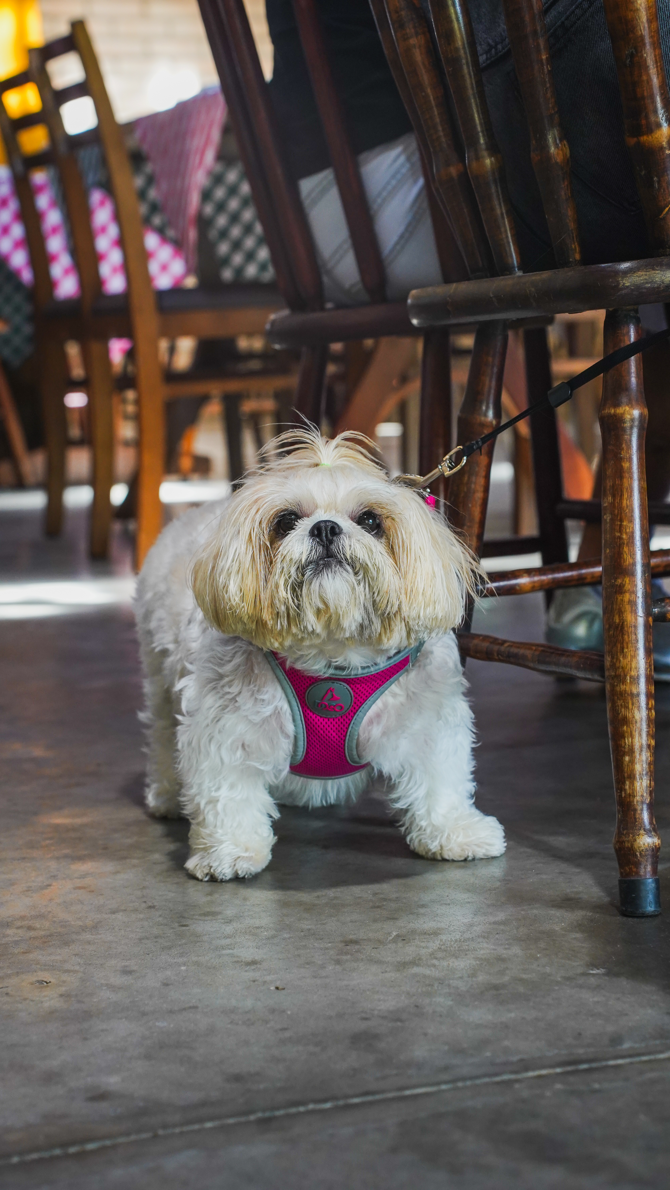 Área pet friendly da Cantina Tia Lina